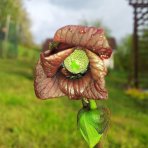 Ásimina trojlaločná - PAW PAW (Asimina triloba) výška: 140-160 cm, obvod kmeňa: 4/6 cm, kont. C15L - NA KMIENKU